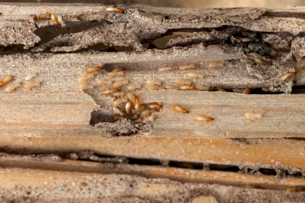 Best Pest Prevention Services  in Heath, TX